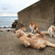 Illustration for article titled I want to go to there... assuming there is this island full of cats
